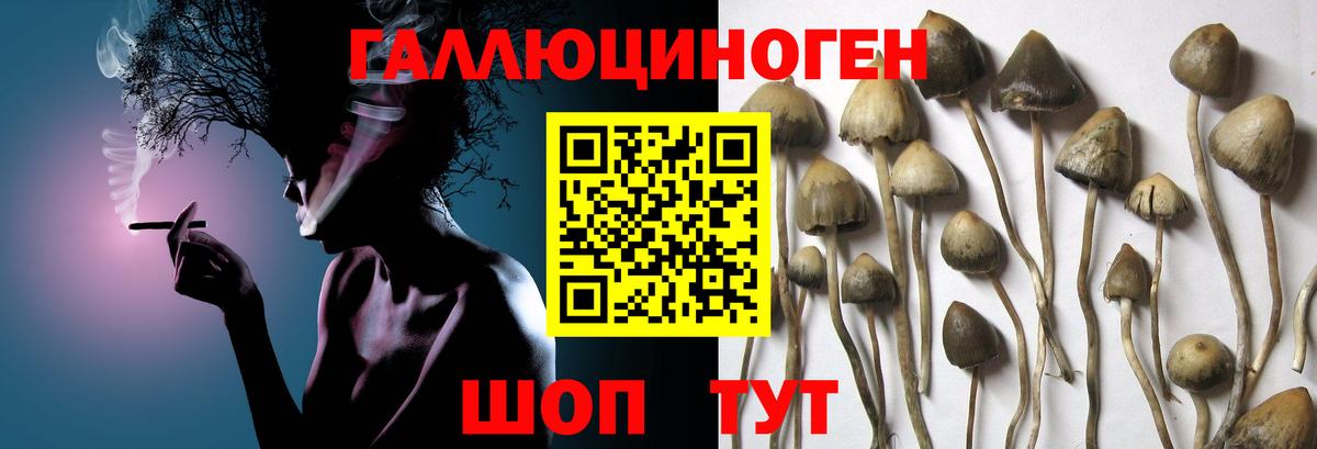 Галлюциногенные грибы Psilocybe Чехов